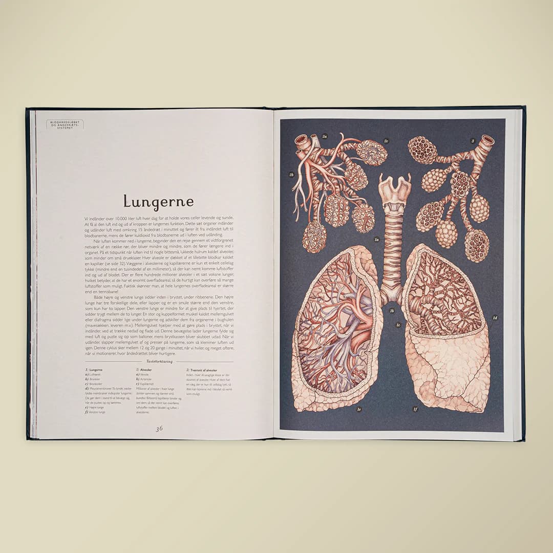 Forlaget Mammut / Anatomicum — billede 3