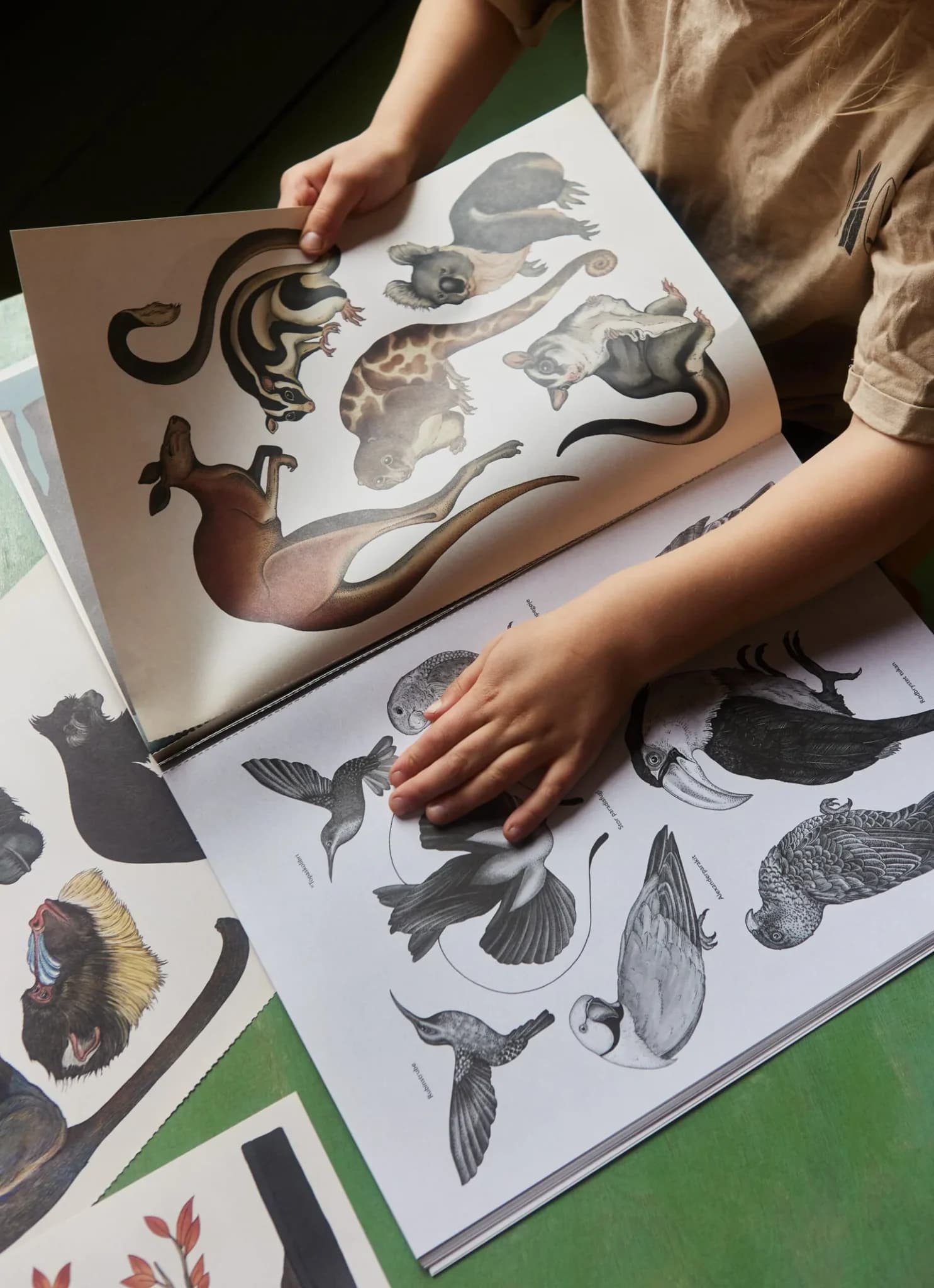 Forlaget Mammut / Animalium Plakatbog — billede 2